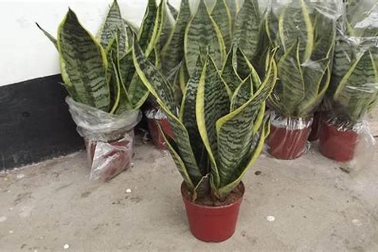 短叶虎皮兰施什么肥