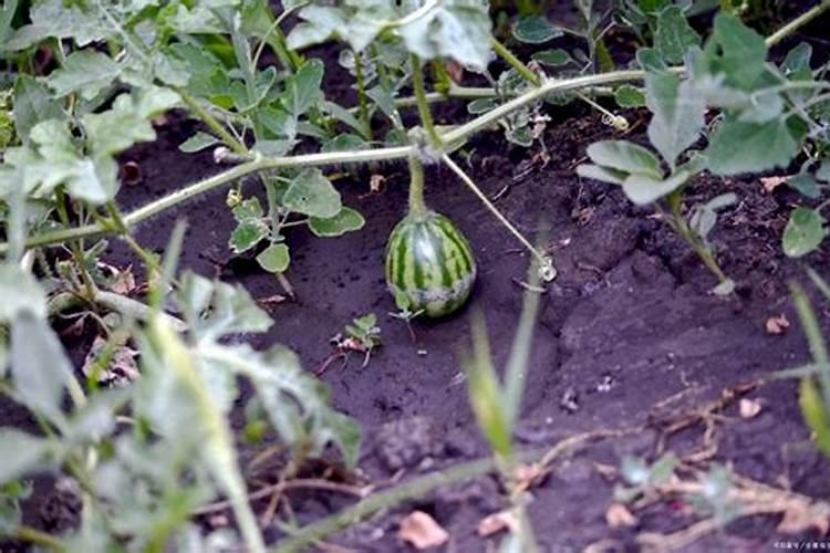 西瓜坐果后如何施肥