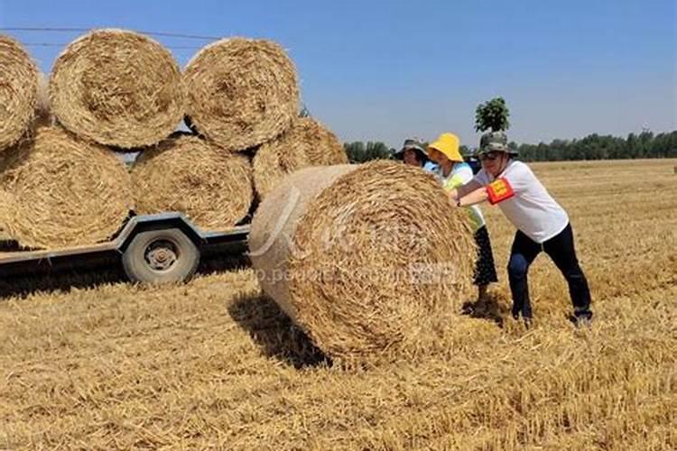 玉米秸秆还田注意事项