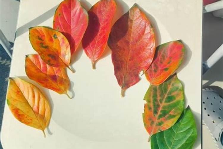 颗粒水溶肥使用特性