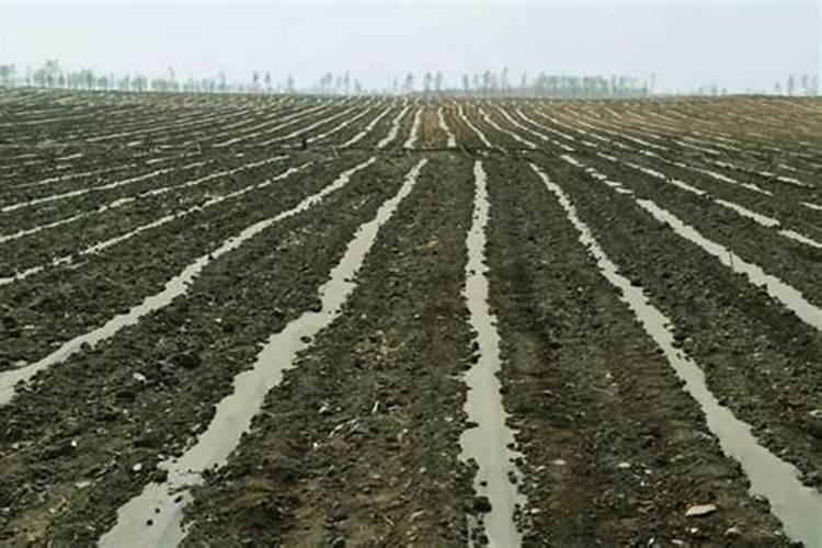 浇肥水对西瓜有好处吗