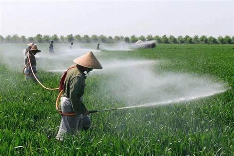 小麦打硼肥的害处