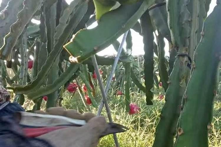 种植火龙果的方法