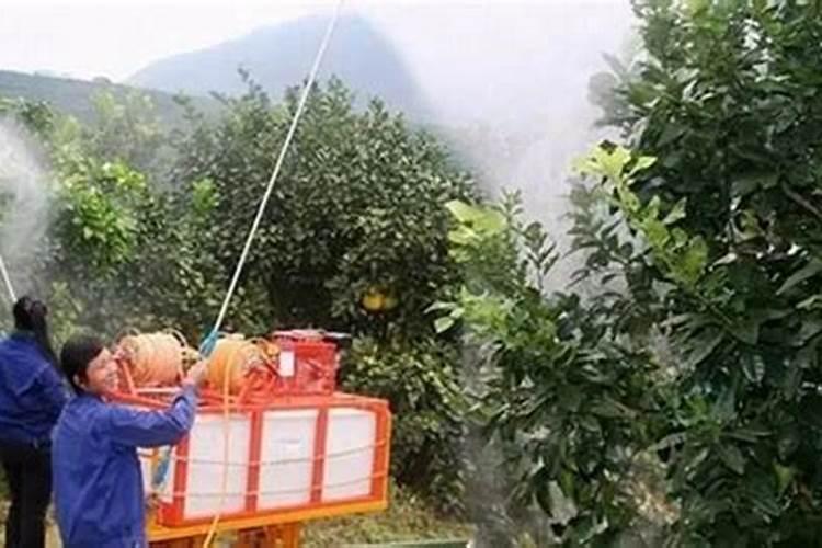 火龙果怎么施肥比较好 以勤施薄肥为原则