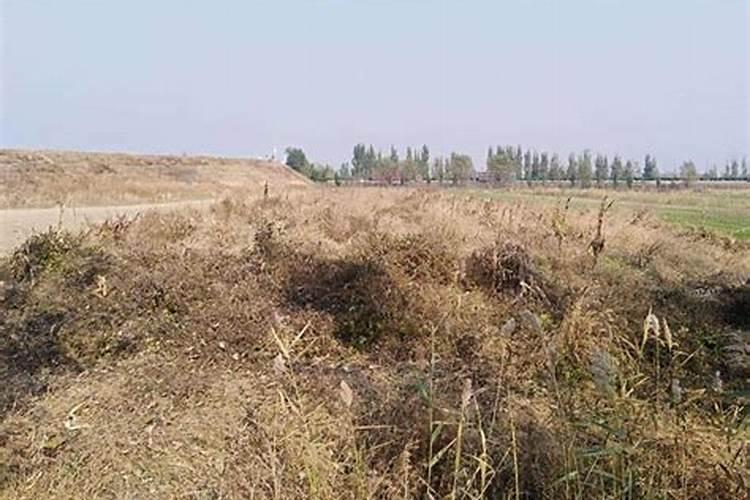 火龙果最佳施肥方法