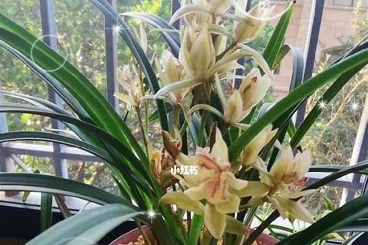 冬天可以给花喷洒叶面肥吗