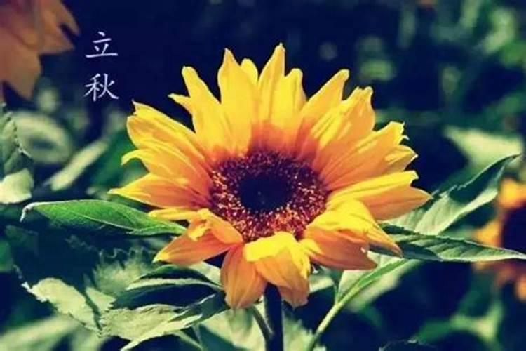 苹果树施肥方法及时间 苹果树怎样施肥比较好呢