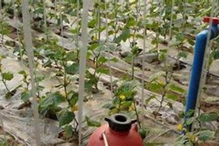 茶叶施磷肥选什么肥 茶叶施磷肥选哪种肥