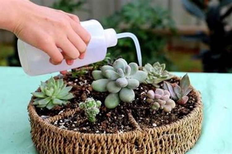 植物施肥过多怎么办