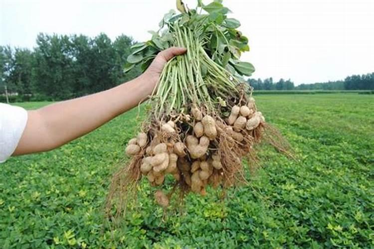 种花生用什么肥料比较好一点