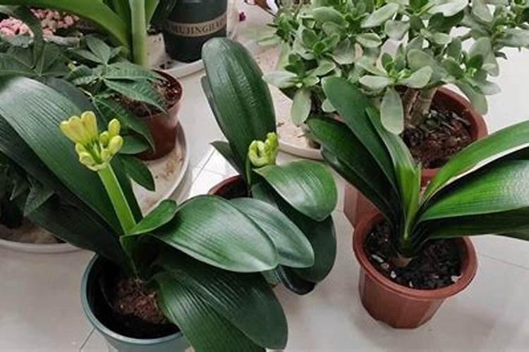 奥绿肥5号对君子兰的作用