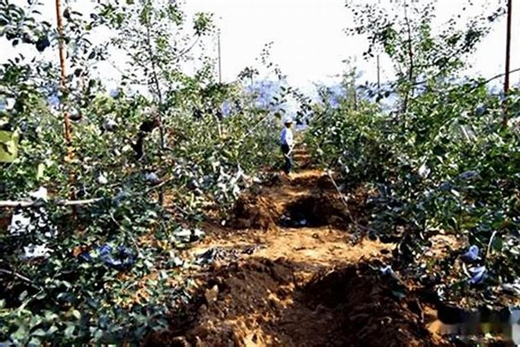 落地生根施肥方法,用什么肥好