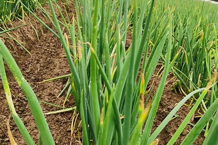 大葱、大蒜和韭菜最怕什么肥料？这3种肥料别乱用,否则干尖黄叶