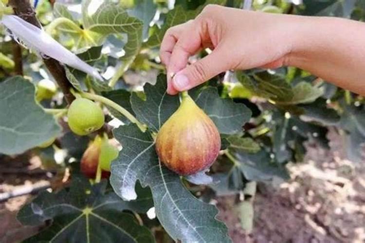 无花果施什么肥料最好
