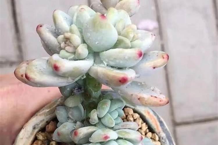 劳尔多肉怎么施肥 需要注意哪些问题