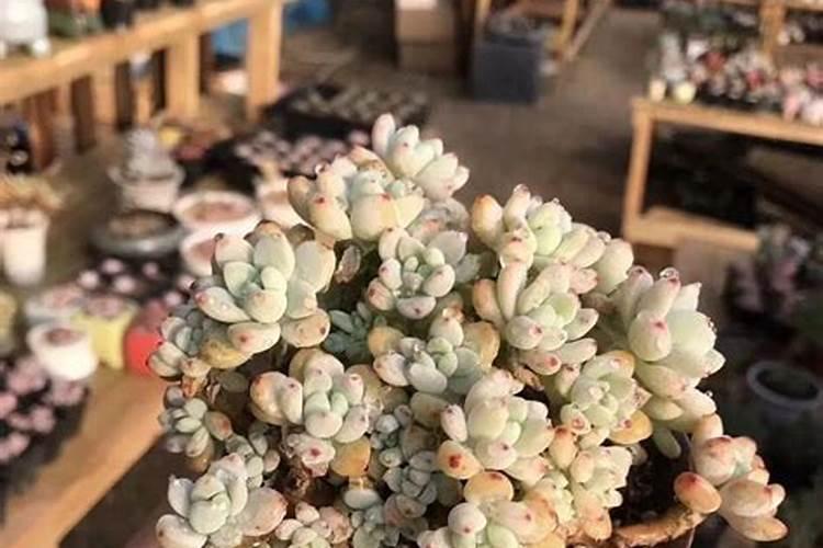 劳尔多肉怎么施肥 需要注意哪些问题