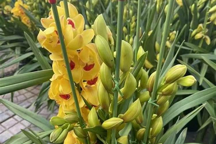 大花蕙兰怎么培养