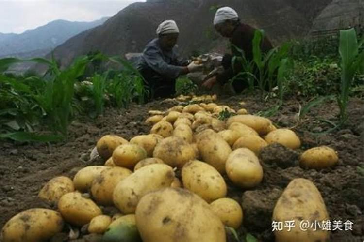 土豆施什么肥料好？土豆叶面喷什么好？土豆什么时候喷昆仑风叶面肥？