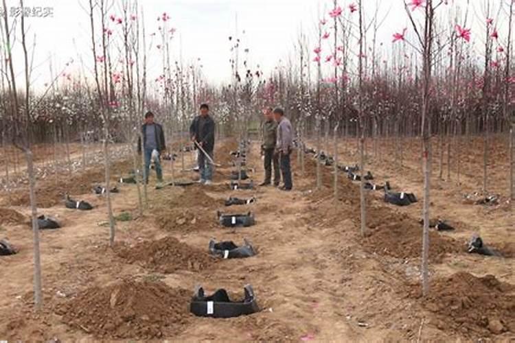 盆栽玉兰树的种植方法 盆栽玉兰树怎么种