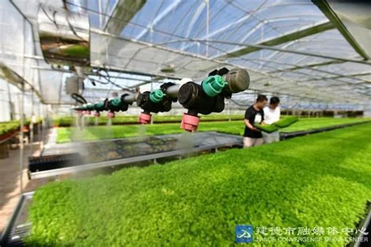 花肥可以用来种菜吗？