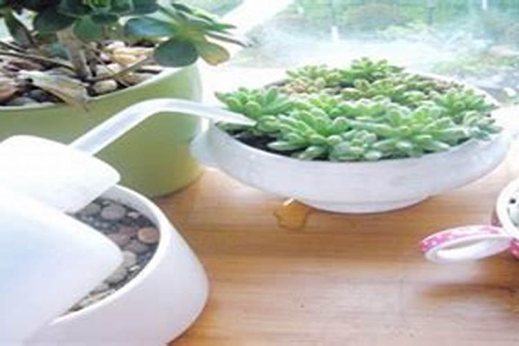 多肉服盆后多久可以施肥