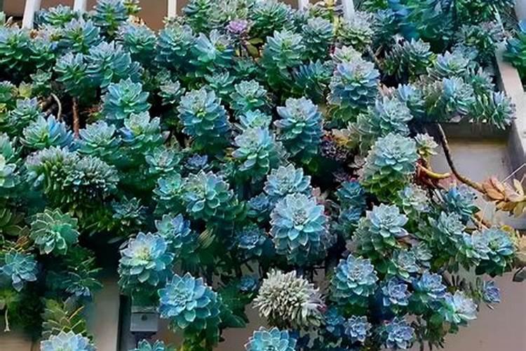 新买的多肉怎么种