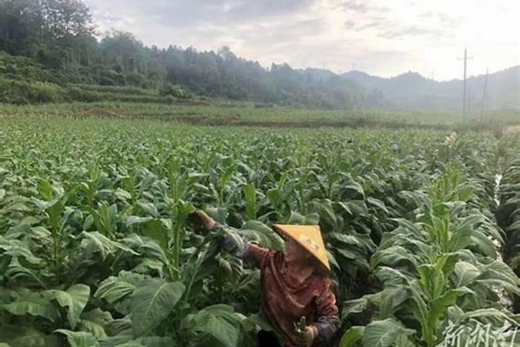 烟叶怎么管理,有什么病虫害？