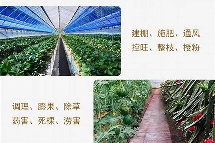 桃树9月份施什么肥料好