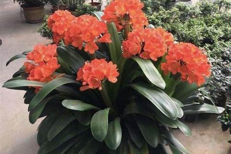 宜昌最大的农贸批发市场市场具体位置在哪里？