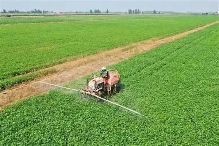 西瓜冲施什么肥料好？西瓜用什么肥料产量高？西瓜喷施用什么肥料好？