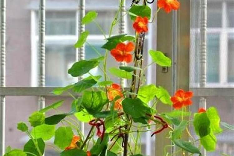 让你家的旱金莲疯长的方法