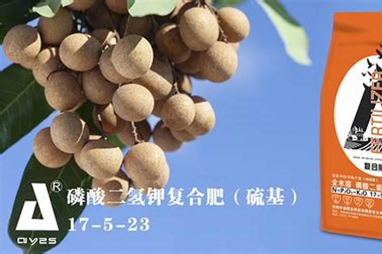 龙眼果子难长大喷什么药