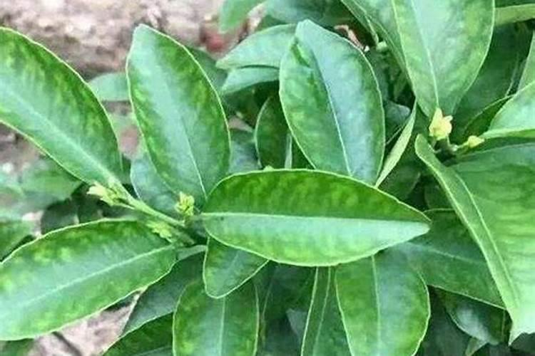 果树树干开裂怎么处理