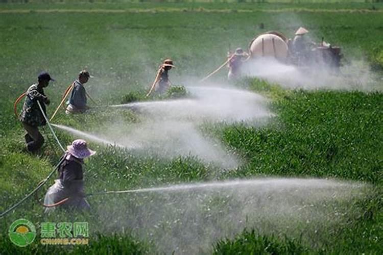 大豆地先打叶面肥还是先打除草剂好？