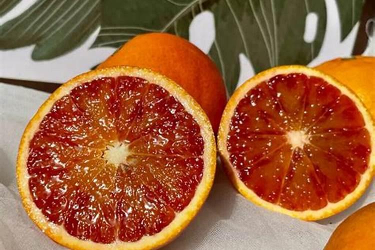 桔子树的种植方法和技术