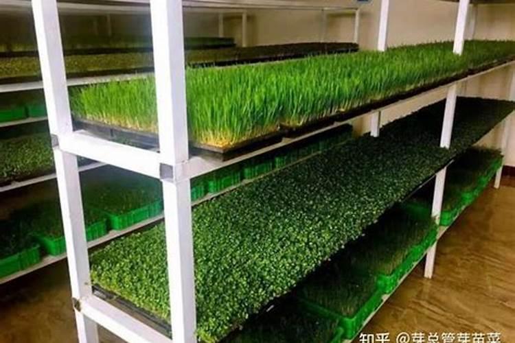 葡萄滴平衡肥几天见效果