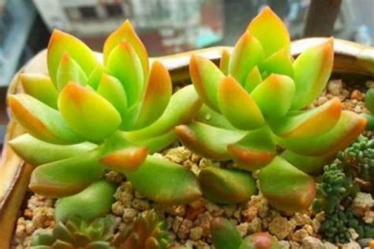 为什么我的多肉长了一些小黄点,是什么东西