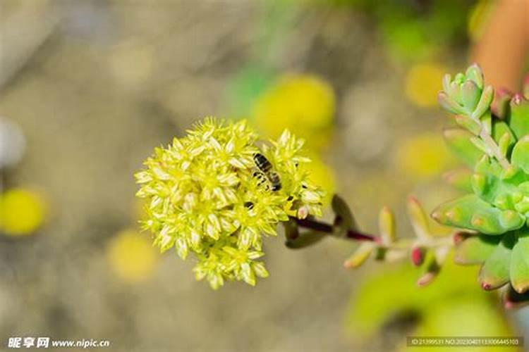 白花鱼多肉植物栽培技术疾病与虫害的知识有那些