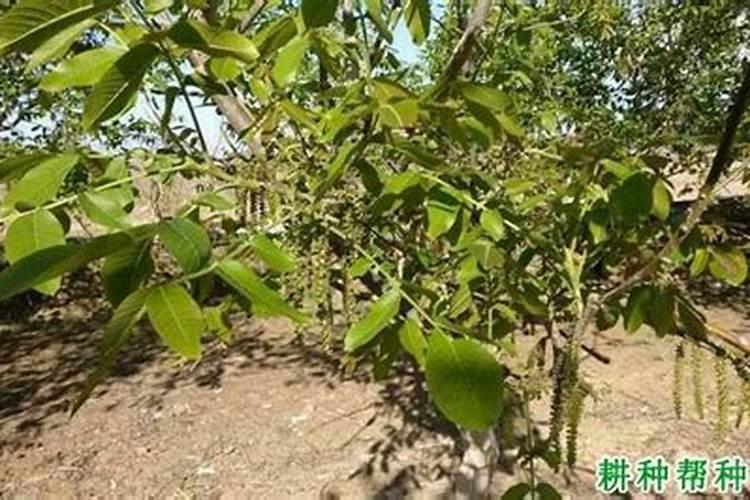 核桃树上啥肥料好呀