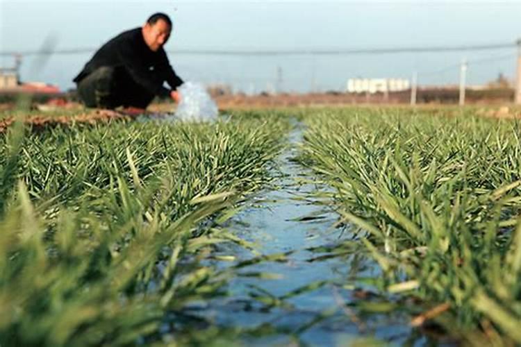 小麦施肥最佳时间