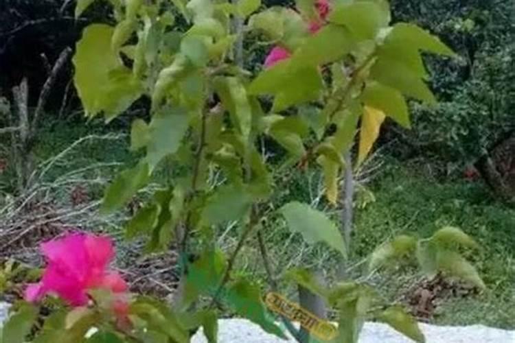 化肥不当用,农田变“毒田”:氮磷钾过量施肥的环境代价