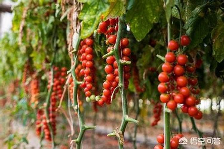 番茄落花落果怎么解决？什么原因造成的呢？