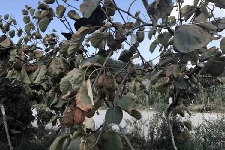 山茶花花期多长时间