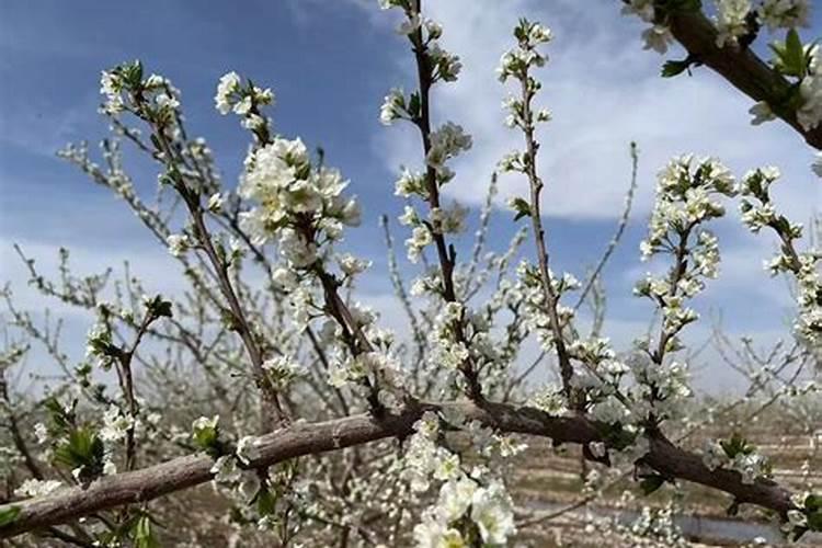 西梅膨果用什么化肥好？施肥是有哪些注意事项？