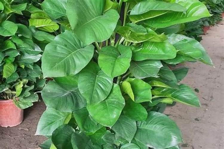 怎样鉴别常用化学肥料的种类？