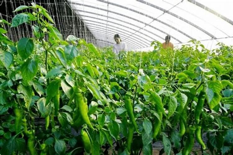 辣椒施肥的正确方法