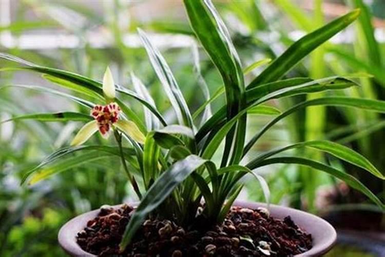 兰花适合用什么肥料