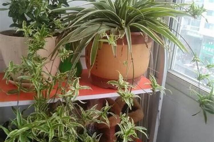 吊兰施肥需施什么肥料 吊兰施肥适合用啥