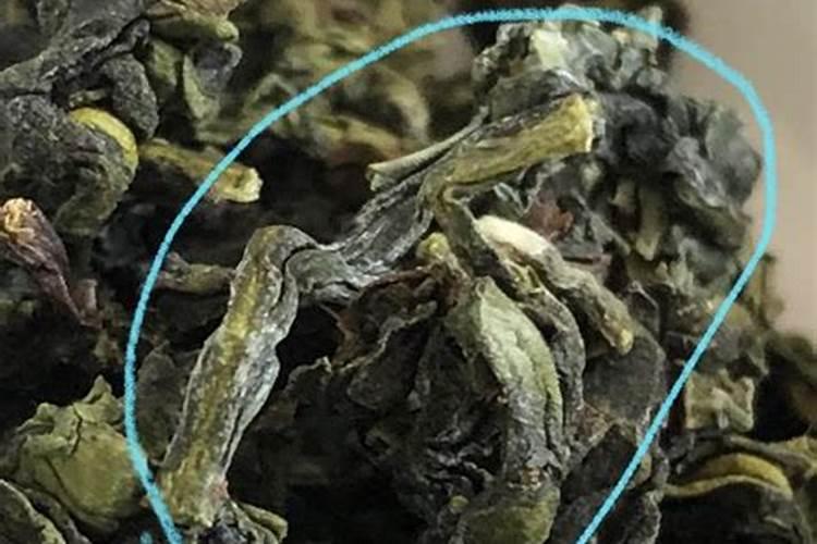 青菜叶片上的白粉是由什么造成的