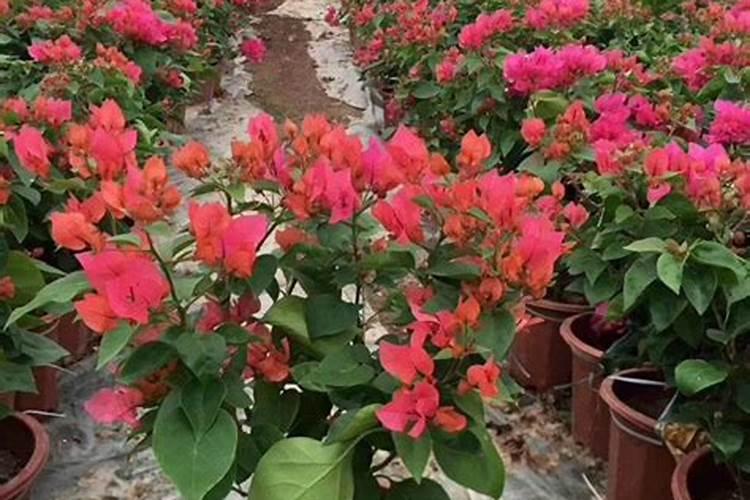 如何让三角梅快速生根